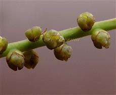  Male flowers
